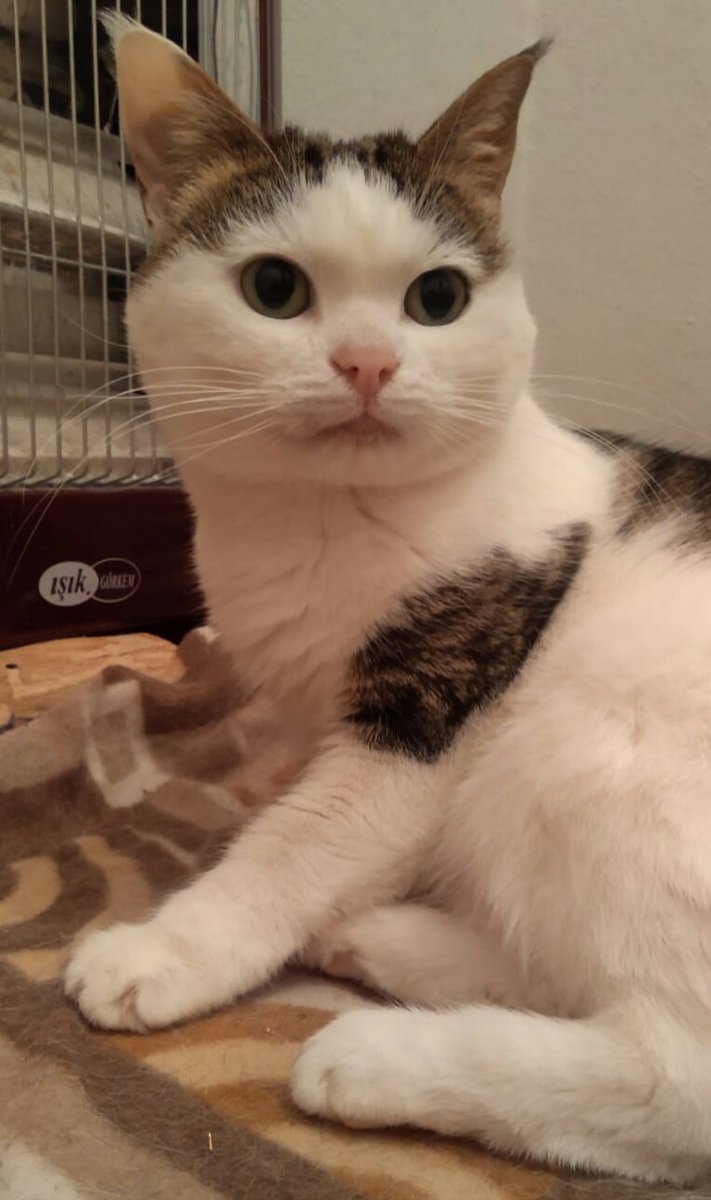 Lilampay's tweet photo. Bir dane bilem kusurum yok. Ne vandı bu kadan güsel olaçak https://t.co/W8nGAxXMMX