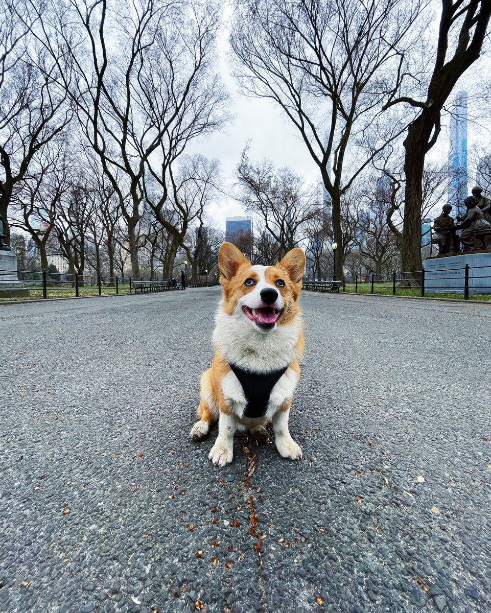 All smiles on my morning walk 😁

#gnocchitheauggie #Auggie