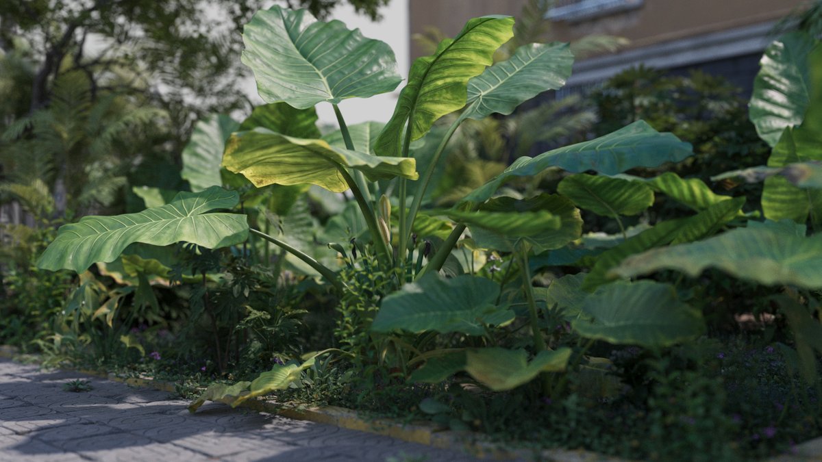 CgSuperb's tweet photo. This is a set of realistic Alocasia #models with 5 various shapes, made by #Blender. There are middle polys in support of close shot and #lowpolys.
https://t.co/F90KcKMgbx
#3d #3dart #3dmodeling #cg #3Dmodels #superbcg https://t.co/iyfNmjo47D