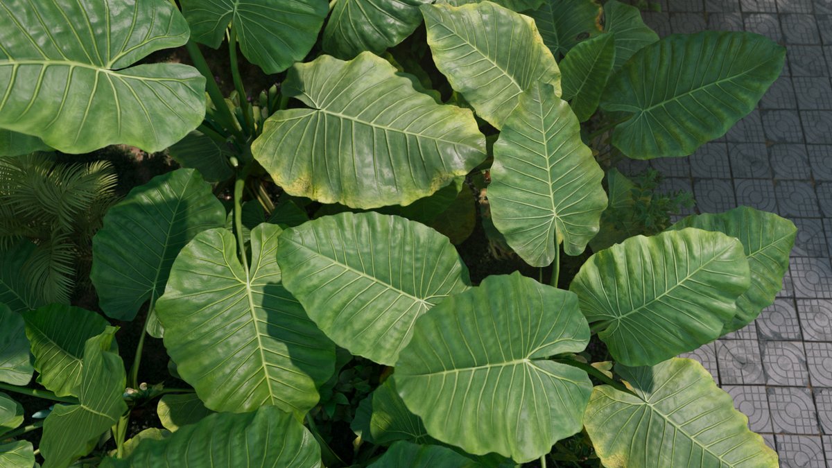 CgSuperb's tweet photo. This is a set of realistic Alocasia #models with 5 various shapes, made by #Blender. There are middle polys in support of close shot and #lowpolys.
https://t.co/F90KcKMgbx
#3d #3dart #3dmodeling #cg #3Dmodels #superbcg https://t.co/iyfNmjo47D
