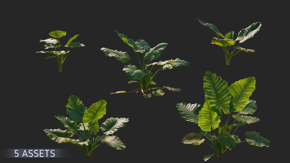 CgSuperb's tweet photo. This is a set of realistic Alocasia #models with 5 various shapes, made by #Blender. There are middle polys in support of close shot and #lowpolys.
https://t.co/F90KcKMgbx
#3d #3dart #3dmodeling #cg #3Dmodels #superbcg https://t.co/iyfNmjo47D