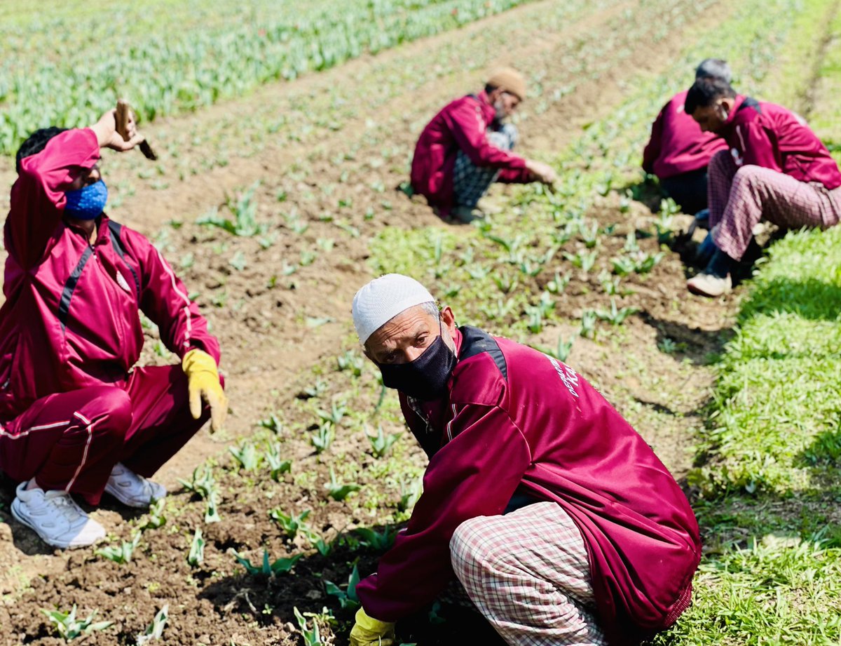 The team behind the beauty 🌹🌹#TulipGarden #Respect #team
