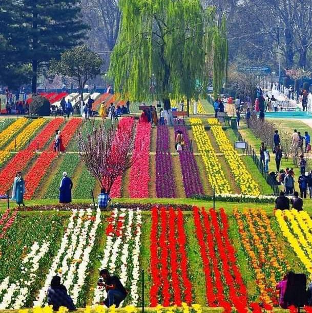 Tahir_A's tweet photo. The team behind the beauty 🌹🌹#TulipGarden #Respect #team https://t.co/FoHPxj7kBZ