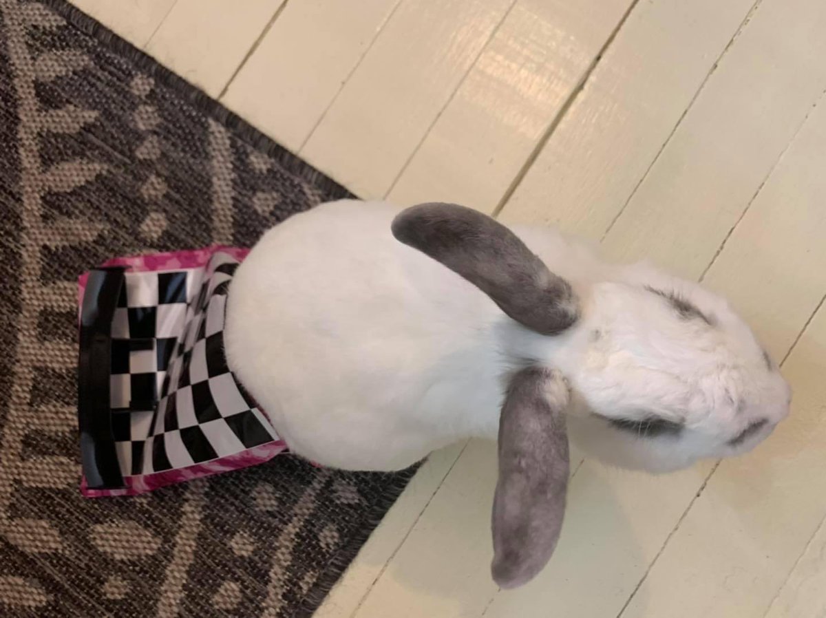 JackInTheBagWV's tweet photo. Jack in his racing bag! After just wearing it once, it needed maintanance. The wing popped off! ๐
#jackinthebag #specialneedsbunny #disabledandcute #specialneedsbunniesrock #handicapablebunny #travelingjack #jackinthebagwv #dragbag #speedyjack https://t.co/FHBEgMprcz