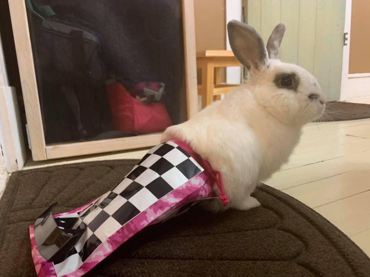 JackInTheBagWV's tweet photo. Jack in his racing bag! After just wearing it once, it needed maintanance. The wing popped off! ๐
#jackinthebag #specialneedsbunny #disabledandcute #specialneedsbunniesrock #handicapablebunny #travelingjack #jackinthebagwv #dragbag #speedyjack https://t.co/FHBEgMprcz