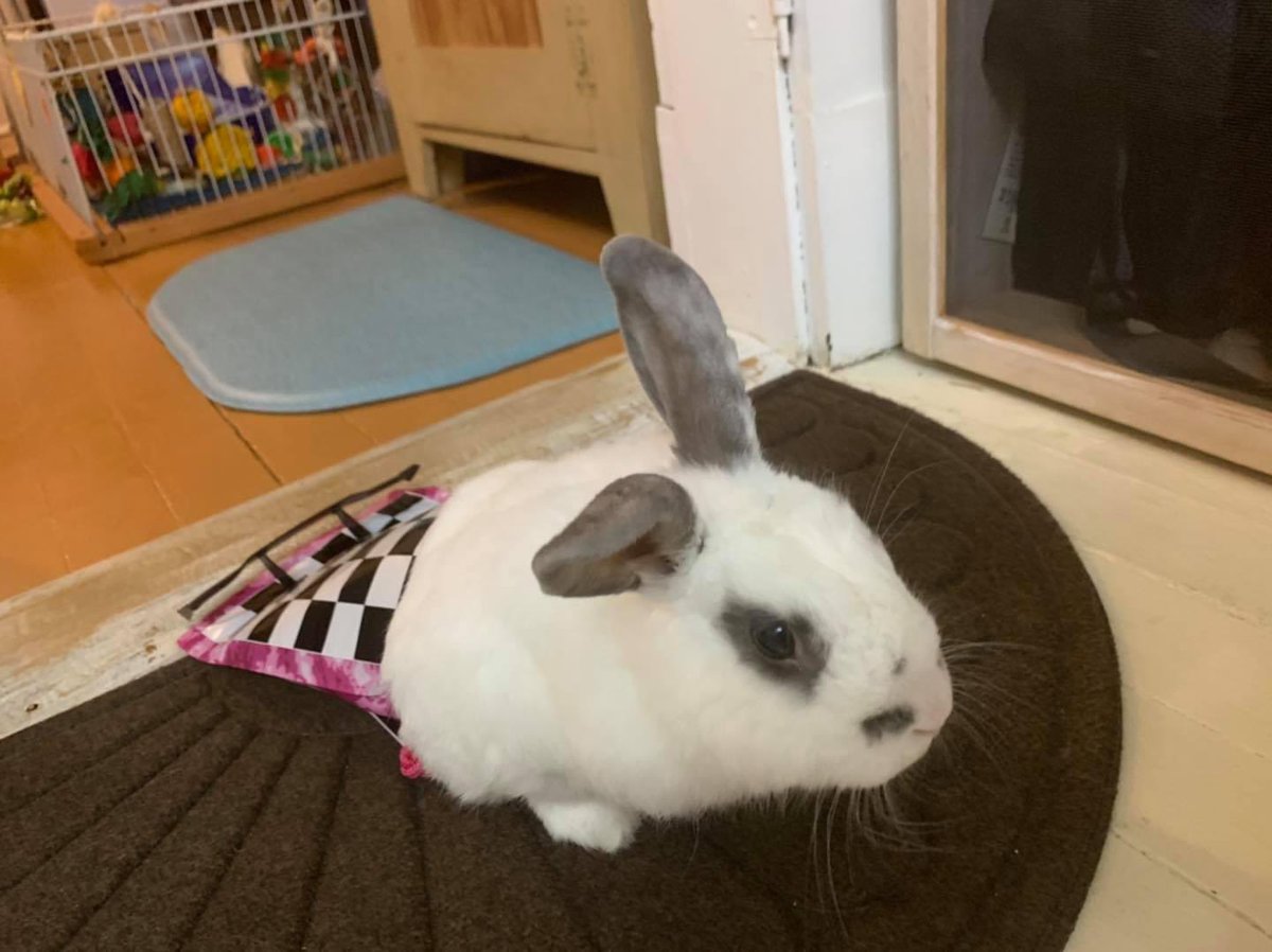JackInTheBagWV's tweet photo. Jack in his racing bag! After just wearing it once, it needed maintanance. The wing popped off! ๐
#jackinthebag #specialneedsbunny #disabledandcute #specialneedsbunniesrock #handicapablebunny #travelingjack #jackinthebagwv #dragbag #speedyjack https://t.co/FHBEgMprcz