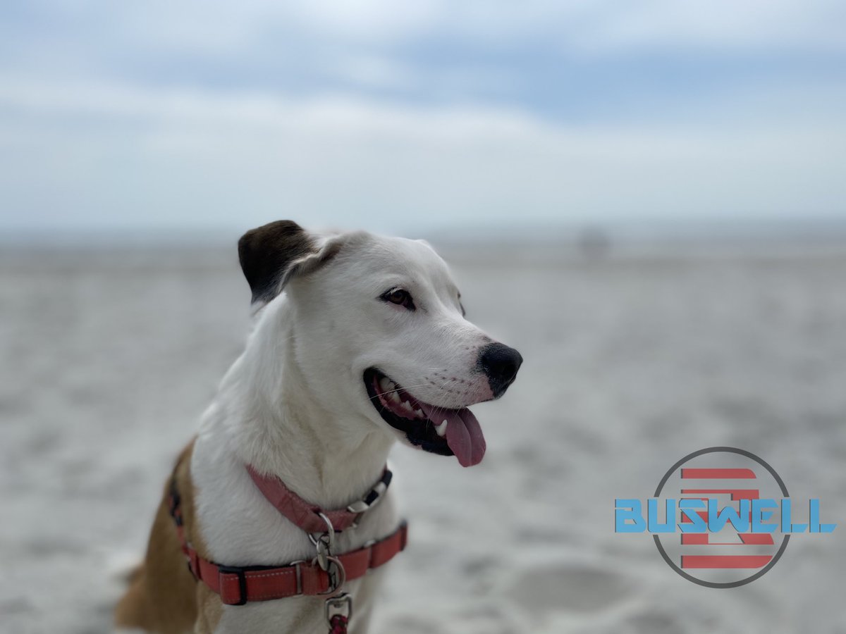 BUSWELL_USA's tweet photo. Meet our #DailyDogsofBuswell pup for today! Here’s Molly, a sweet pup with lots of energy who loves to play with her friends! Show us your pups! https://t.co/2opCZcPmkM