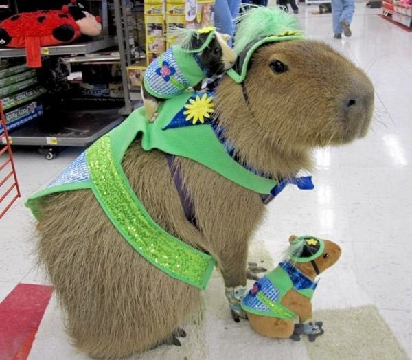 CAPYBARA_MAN's tweet photo. He’s carrying the guinea pig on his back 😭 https://t.co/KtS4Zi5IN0