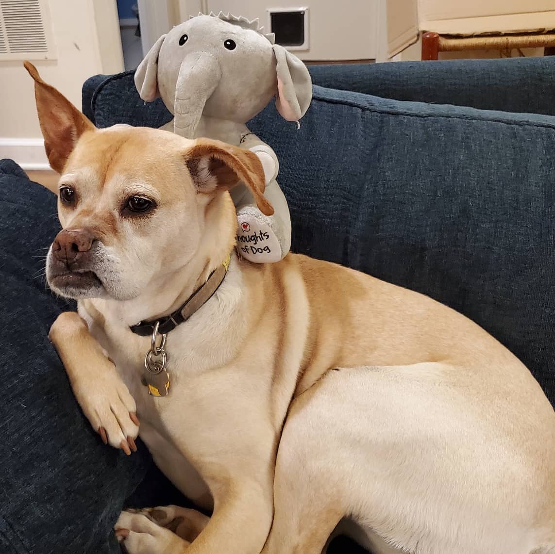 HalfBoxer's tweet photo. @dog_rates @CarlNeubert Pickles and her Fren would like to represent you in these negotiations.  Pickles is not easily impressed and will get you everything you deserve. https://t.co/NcBVsBU1xg