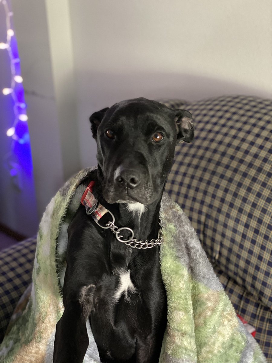 k_nuggs's tweet photo. Nap time #labradane https://t.co/1k1Z4Nhzte
