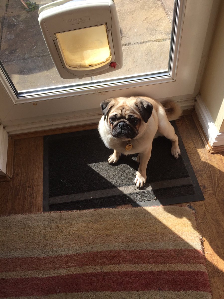 MadMarleydog's tweet photo. @pugdaddy57 Can I join too ? #puggroup https://t.co/EBI1FXrIeQ
