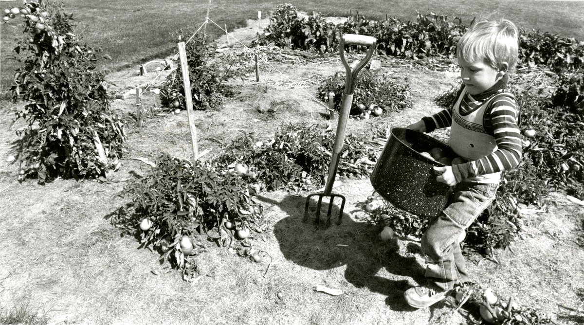 LatahCoHistory's tweet photo. This photo from 1987 was given to us by The Daily Idahonian and was most likely taken in Moscow. Does anyone recognize the young garden helper? 

LCHS Photo: 30-01-022 

#Moscow #LatahCounty #Idaho #DailyIdahonian #WIIW #WhoIsItWednesday https://t.co/4Uu5TAdJT7