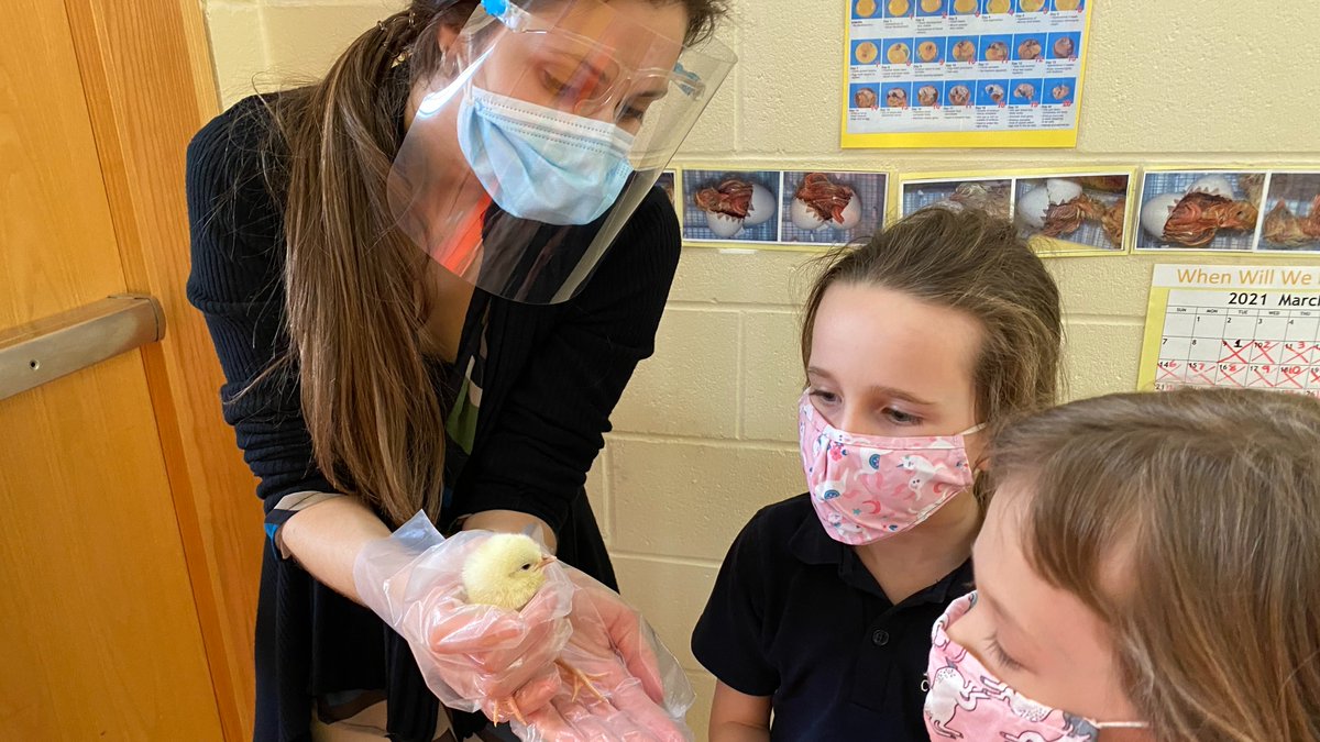 AlbertCollege's tweet photo. Students at the @AlbertCollege Junior School have been learning about the life cycle of an egg over the last few weeks. They have been watching and eagerly anticipating the day the eggs in the incubator would hatch. Today students met their fuzzy new friends. #TheACDifference https://t.co/wjtog8Jj7U