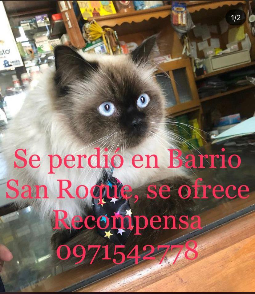 MarcoHuellasPy's tweet photo. Se busca !!! https://t.co/pNPbmM9RNJ