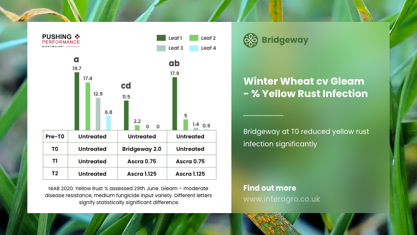 NichinoUK's tweet image. ”#Bridgeway has a role to play in disease control"
That's the conclusion from variety trials @niabgroup last year looking at #Bridgeway in low/medium disease resistant varieties. 

Learn more - download our latest guide 📲  bit.ly/3r3XoBA #Pushingperformance #Clubhectare