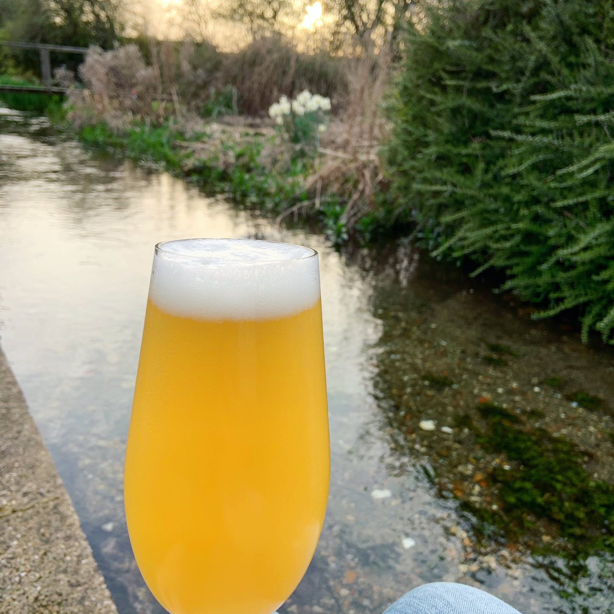 AllThatImEating's tweet image. Sunset. Streamside. Cold beer and a warm evening. Would you believe a duck swam up just now and a gathering of four (yes, four) egrets flew above us. Pleased to sit down after a day of working interspersed with lunchtime gardening. #streamside #beeroclock