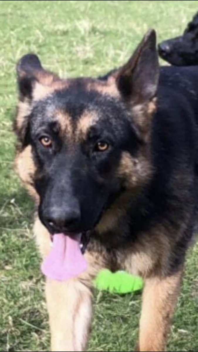 RachaelB100's tweet photo. โ๏ธ2 Years Today 31/3/19
โ๏ธ#Stolen
โ๏ธ#GermanShepherd
โ๏ธ#Missing from home Yard #DogTheft
โ๏ธ#Tregeriog #Llangollen #Wales
โ๏ธDid you find her not knowing had loving home #TheftByFinding
โ๏ธHave Aquired a dog or seen one in your area like her
#HelpFindFlora
https://t.co/drckEYTmMm https://t.co/BGtb25LqIU