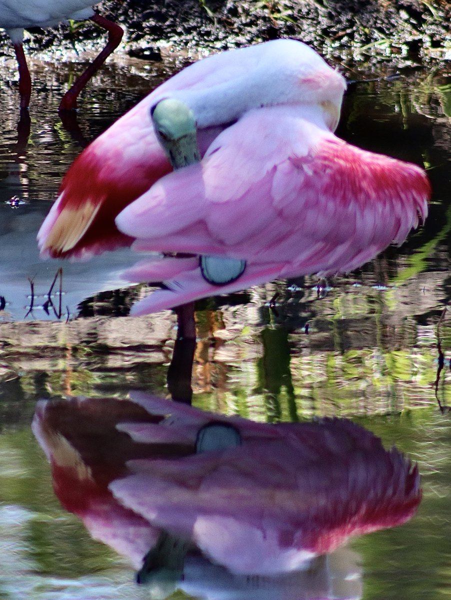 LynnSferrazza's tweet image. #marchreflectionchallenge #roseatespoonbill ⁦@bbrendatweets⁩ ⁦@danbutler_55⁩ ⁦@petermarteka⁩ ⁦@Grahampoo⁩