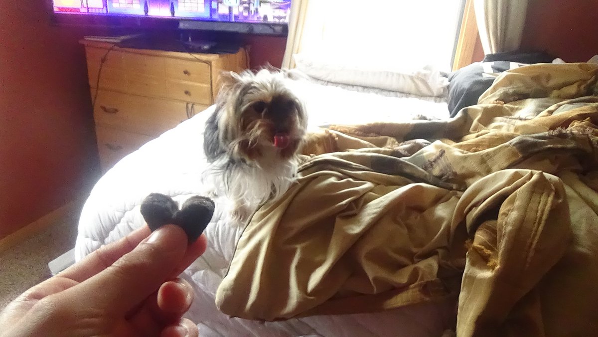 PostYourPets tweet picture