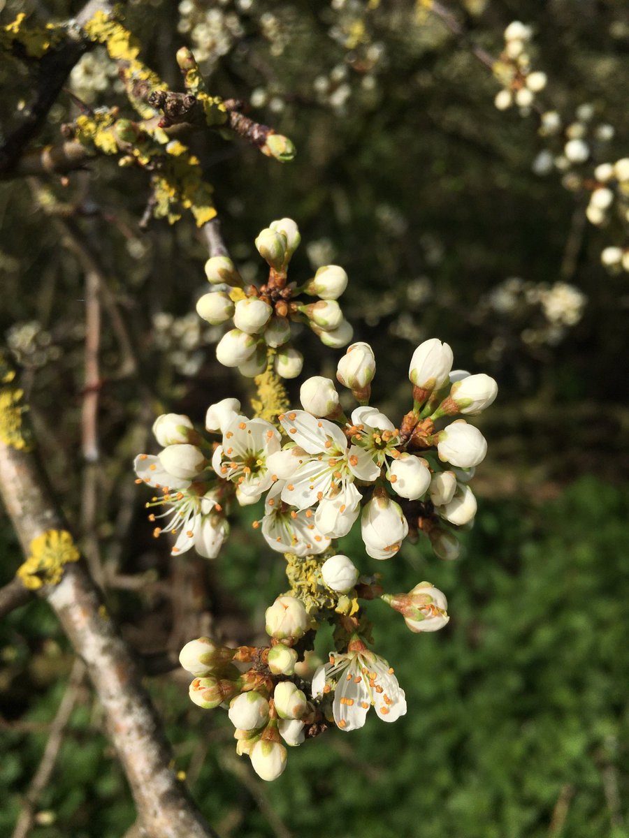 #spring #sunshine #hawthorn #blossom