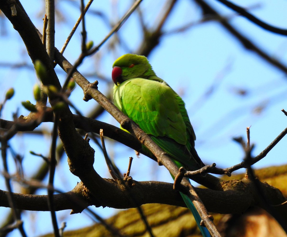McJonesy59's tweet image. Finally managed to see several (sleepy or noisy) ring neck parakeets on the #loopline today 😍 
@angiesliverpool @LplLoopLine @Black1970Gary @TopkitKev @wildlifetb @goateetiger @wildlifelass @Natures_Voice @CarlBovisNature @SustransNorth
#ringneckparakeets #wildbirds #nature
