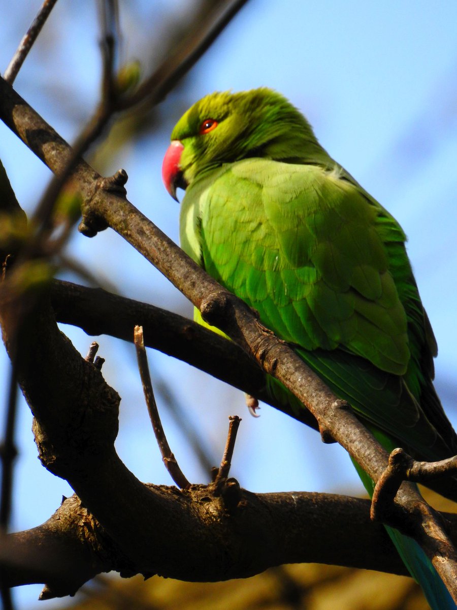 McJonesy59's tweet image. Finally managed to see several (sleepy or noisy) ring neck parakeets on the #loopline today 😍 
@angiesliverpool @LplLoopLine @Black1970Gary @TopkitKev @wildlifetb @goateetiger @wildlifelass @Natures_Voice @CarlBovisNature @SustransNorth
#ringneckparakeets #wildbirds #nature