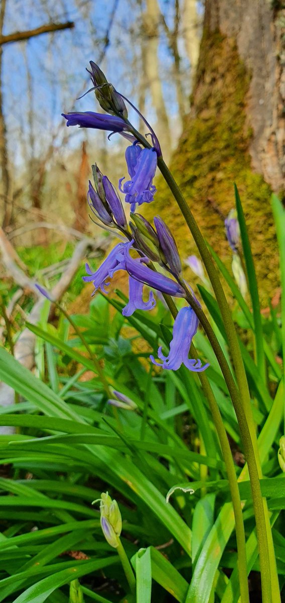 Andrew Lawson tweet media