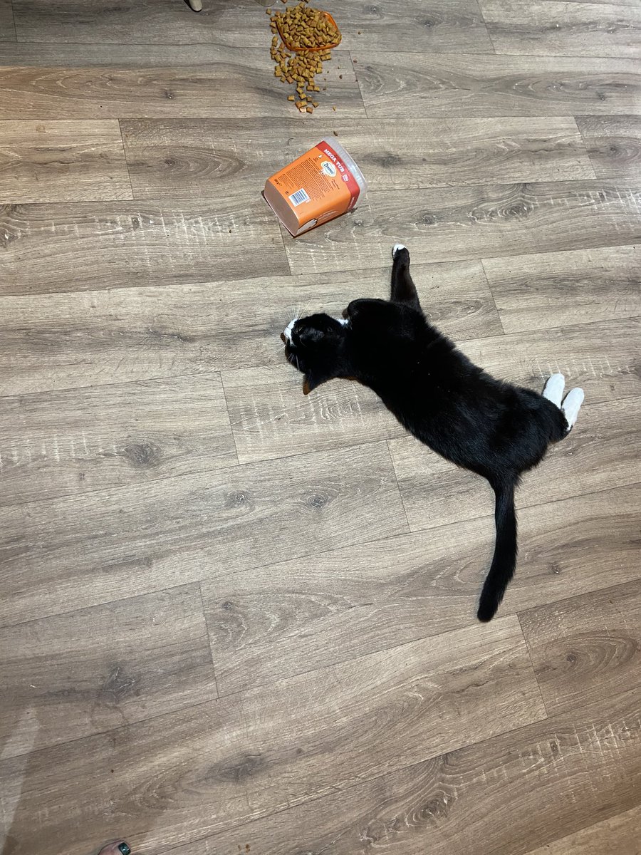 sallybogg's tweet photo. Crime scene #BadCatsOfTwitter https://t.co/QjfrUg791o