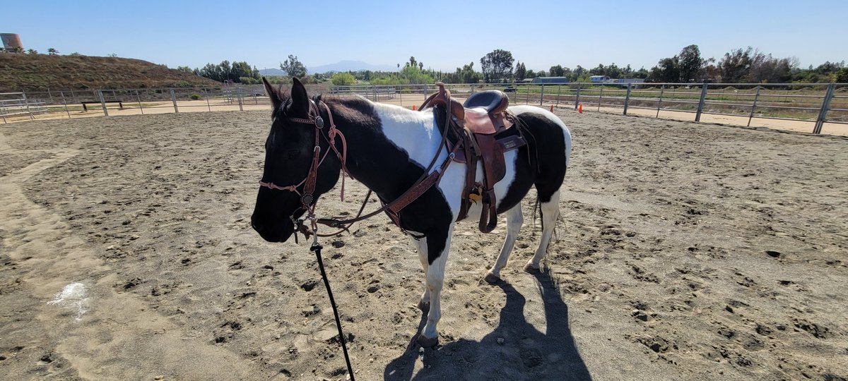 SheriffSpectre's tweet photo. It's a hard day at work. No K9 today, it's all about the horses.
#mountedenforcement https://t.co/lRTCfSLh7g