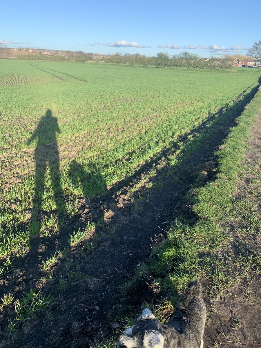 Iam_Sherlock1's tweet photo. Me and Hoomum hit da fieldโs again tonight, she trynna be clearer wiv da photz ๐๐ #SchnauzerGang #notdavidbailey ๐๐๐๐ซ ๐ธ ๐พ๐พ๐พ๐พ https://t.co/evXhH69En6