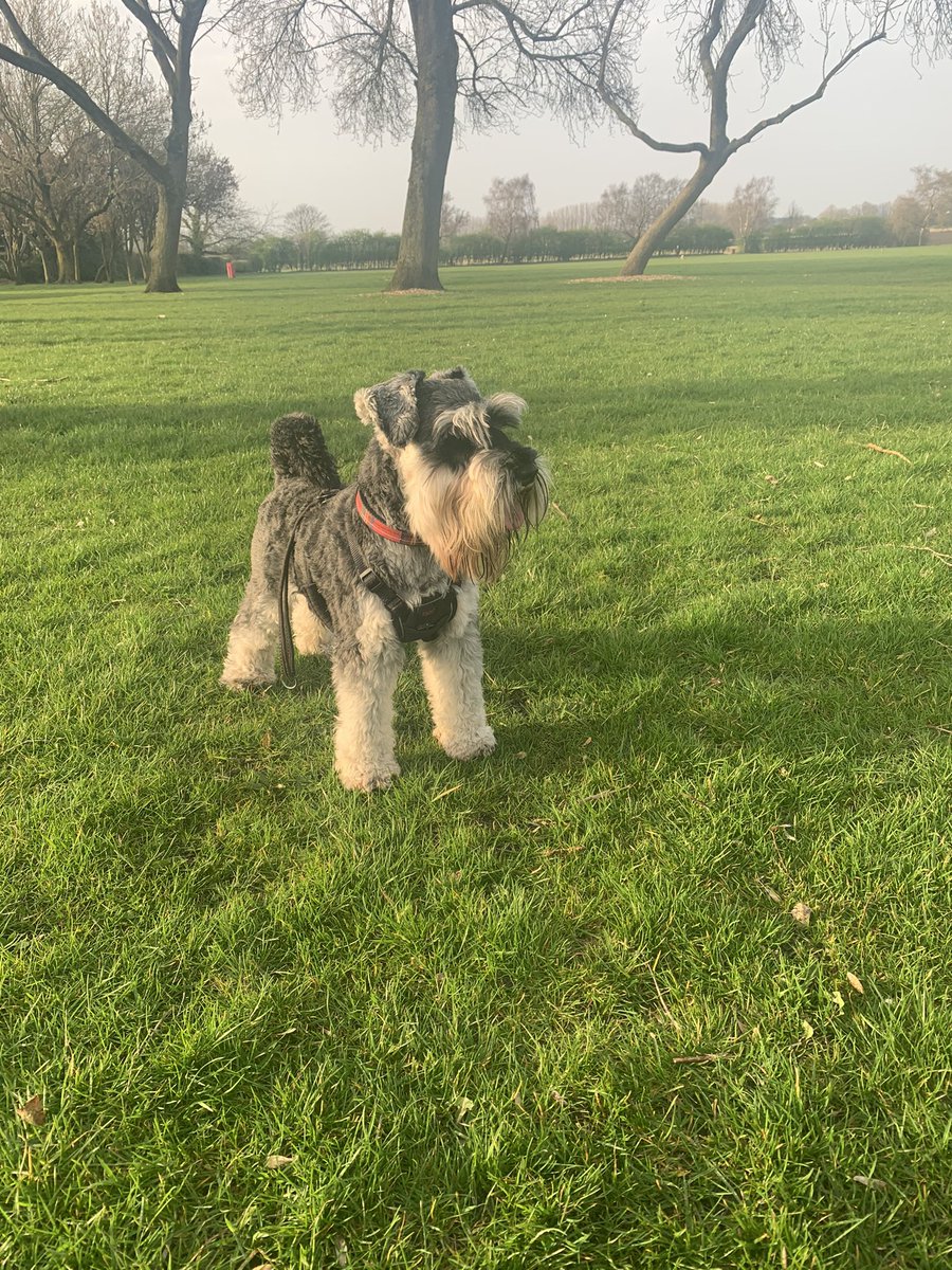 Iam_Sherlock1's tweet photo. Me and Hoomum hit da fieldโs again tonight, she trynna be clearer wiv da photz ๐๐ #SchnauzerGang #notdavidbailey ๐๐๐๐ซ ๐ธ ๐พ๐พ๐พ๐พ https://t.co/evXhH69En6