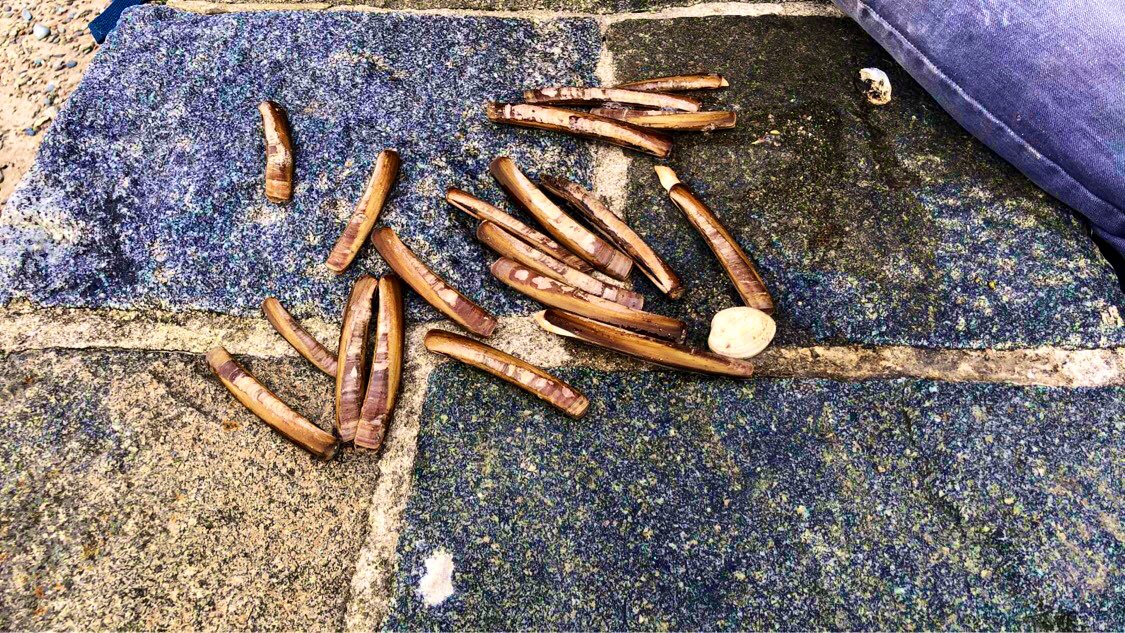 LazyDaysFishing's tweet photo. Little forage this afternoon for the razor clams! #foraging #clams #beachforaging https://t.co/wXt0UPDY36