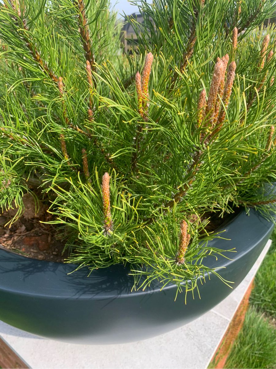 mchljhnmcgrr's tweet photo. Excellent visit to a recently completed garden where the final touches are coming together.
#finsishungtouches #gardendesign #bespoke #landscapedesign #pinus #bughotels #bespokecontainers #farrowandball #detail https://t.co/UrG4AqmV4w