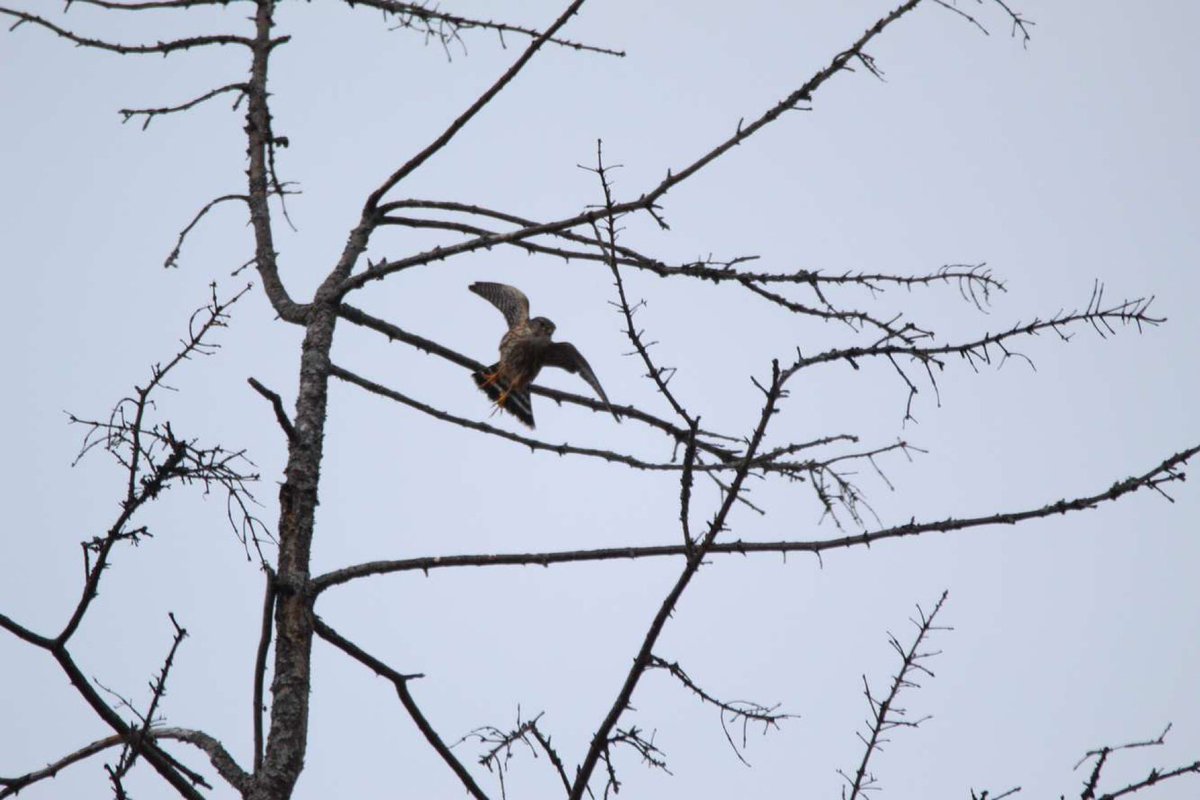 KyleSmelter's tweet photo. Merlin today right outside my dorm on the @UMaine campus.. #MaineBirding
Photos by @MacMacKenzie14 https://t.co/IM5uxNGPee