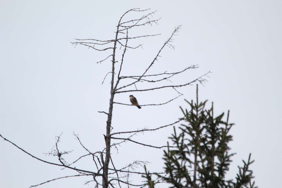 KyleSmelter's tweet photo. Merlin today right outside my dorm on the @UMaine campus.. #MaineBirding
Photos by @MacMacKenzie14 https://t.co/IM5uxNGPee