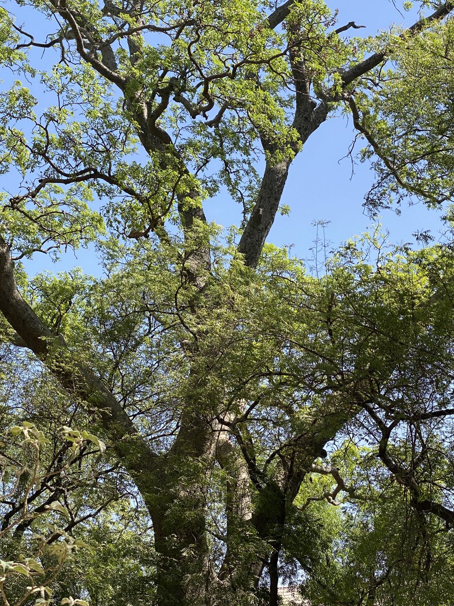 abmtwitt's tweet photo. Some of the majestic trees in the Kano Zoo and botanical gardens. They maybe threatened if the Zoo is relocated. https://t.co/YudBm2OWZD