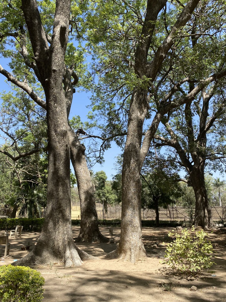 abmtwitt's tweet photo. Some of the majestic trees in the Kano Zoo and botanical gardens. They maybe threatened if the Zoo is relocated. https://t.co/YudBm2OWZD