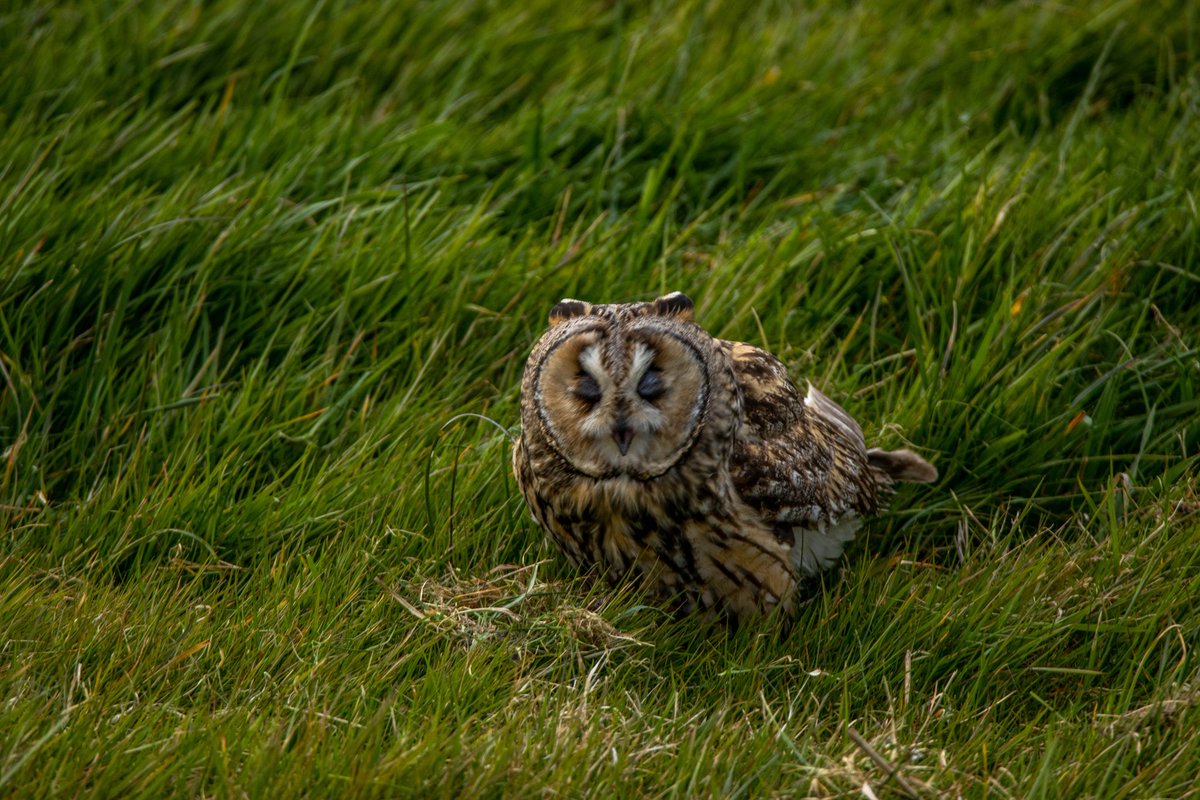 Blakecone's tweet photo. #tonight a #interview with a #owl
#wildlife
#eye_spy_birds
#global4nature
#bird_brilliance
#birds
#birds_matter 
#nationalgeographic
#roots_nl 
#naturephotography
#birdwatching 
#mynfryskegea
#natuurmonumenten 
#birds_captures @DTChapmanPics @Owltrust https://t.co/mvp5aKiWGt