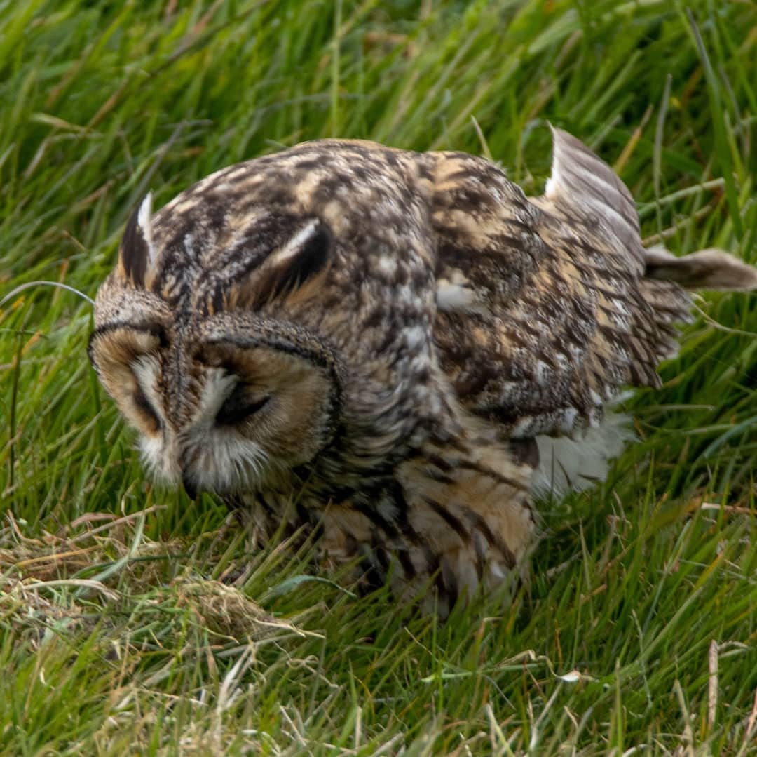 Blakecone's tweet photo. #tonight a #interview with a #owl
#wildlife
#eye_spy_birds
#global4nature
#bird_brilliance
#birds
#birds_matter 
#nationalgeographic
#roots_nl 
#naturephotography
#birdwatching 
#mynfryskegea
#natuurmonumenten 
#birds_captures @DTChapmanPics @Owltrust https://t.co/lhooVkExR3