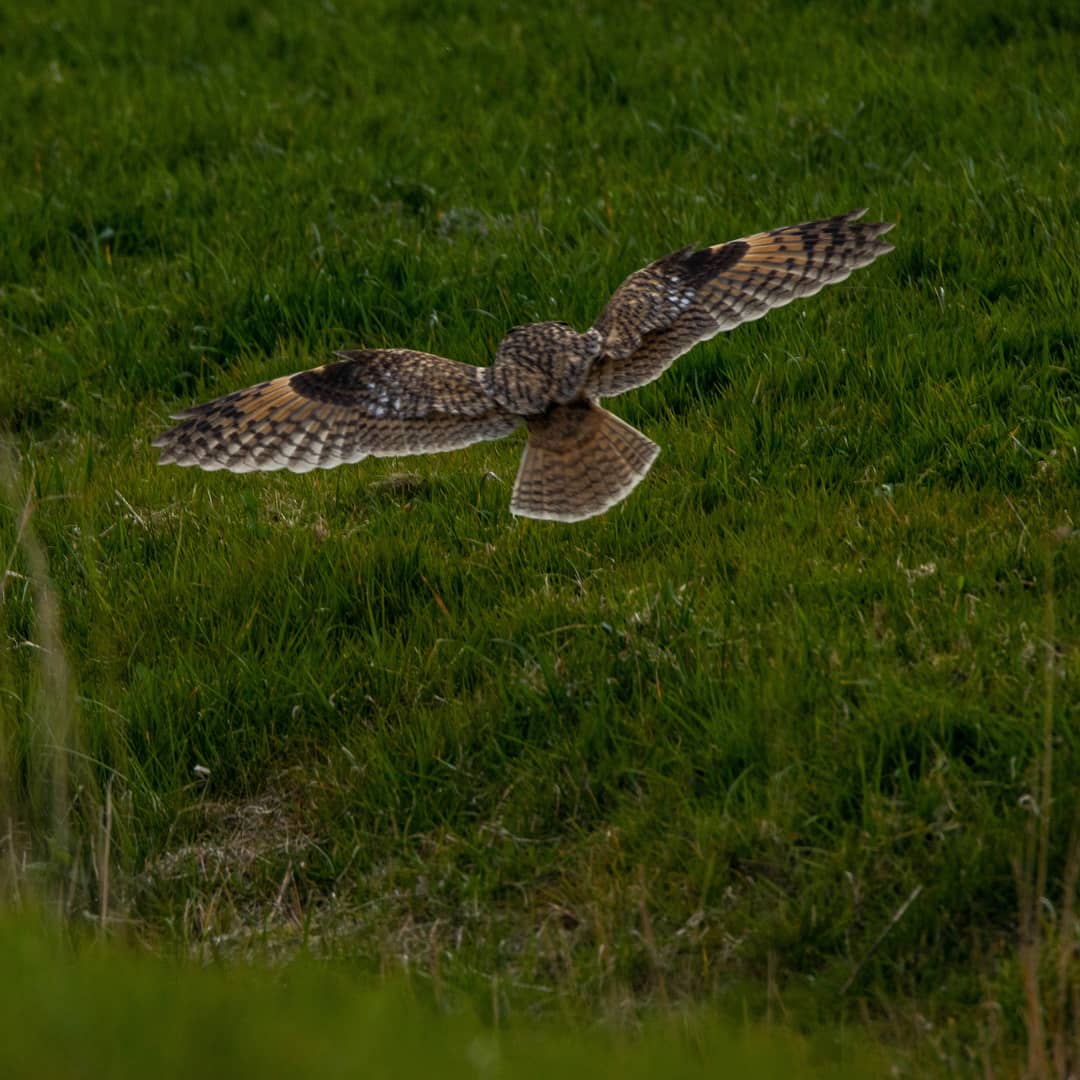 Blakecone's tweet photo. #tonight a #interview with a #owl
#wildlife
#eye_spy_birds
#global4nature
#bird_brilliance
#birds
#birds_matter 
#nationalgeographic
#roots_nl 
#naturephotography
#birdwatching 
#mynfryskegea
#natuurmonumenten 
#birds_captures @DTChapmanPics @Owltrust https://t.co/mvp5aKiWGt