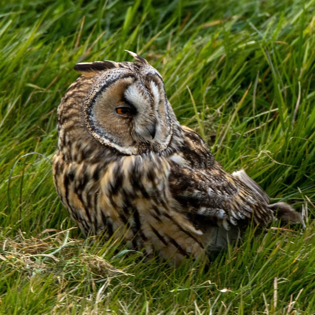 Blakecone's tweet photo. #tonight a #interview with a #owl
#wildlife
#eye_spy_birds
#global4nature
#bird_brilliance
#birds
#birds_matter 
#nationalgeographic
#roots_nl 
#naturephotography
#birdwatching 
#mynfryskegea
#natuurmonumenten 
#birds_captures @DTChapmanPics @Owltrust https://t.co/lhooVkExR3