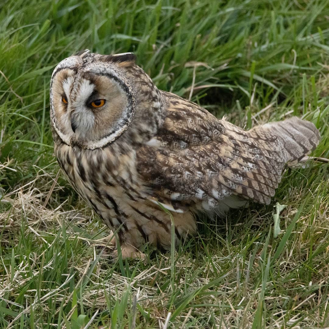 Blakecone's tweet photo. #tonight a #interview with a #owl
#wildlife
#eye_spy_birds
#global4nature
#bird_brilliance
#birds
#birds_matter 
#nationalgeographic
#roots_nl 
#naturephotography
#birdwatching 
#mynfryskegea
#natuurmonumenten 
#birds_captures @DTChapmanPics @Owltrust https://t.co/lhooVkExR3