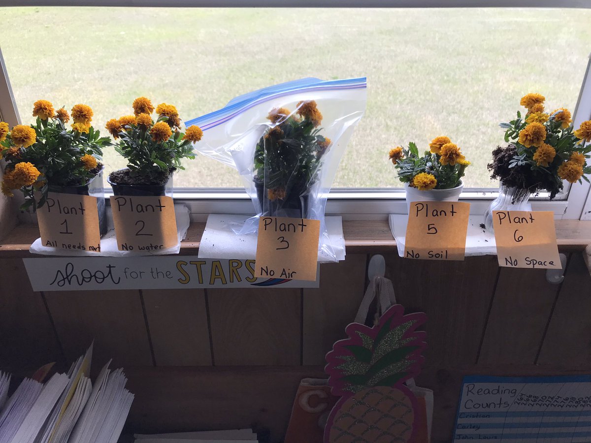 Basic needs of plants in second grade. 🌼#VCSScientists
