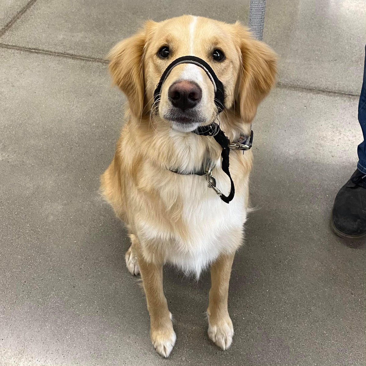 gpfcambridge's tweet photo. Meet Kash!  

This sweet pup stopped in recently to see us, such a sweet pup!

#puppylove #dogsofinstagram #globalpetfoods #hespeler https://t.co/kCZXoaZ2sm