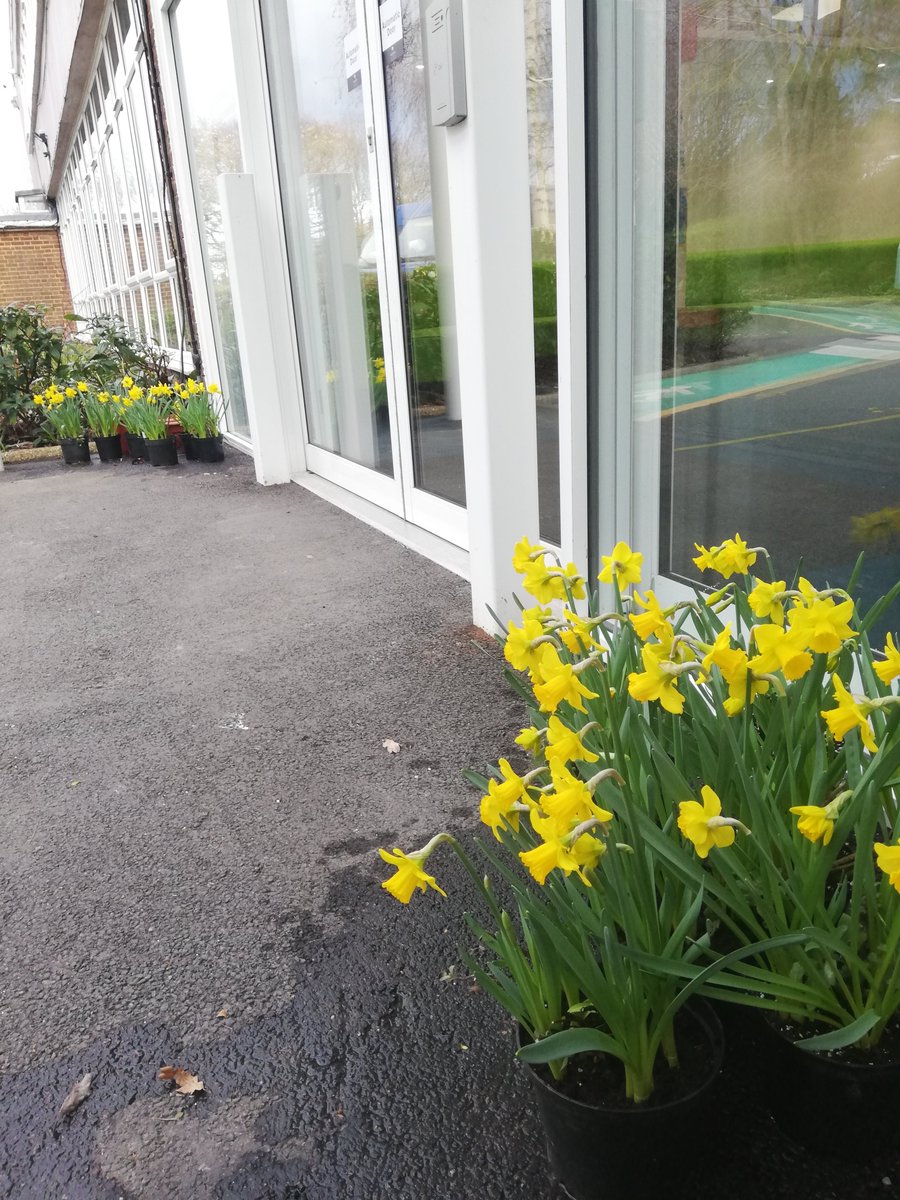 A gold for our <a href="/WoodfieldSC/">Woodfield School</a> #Daffodils  from the annual LCFS Spring Competition. Thank you <a href="/londonflowersoc/">London Children’s Flower Society</a>. Individual certificates all handed out. 😊#growyourown #wellbeing #SEND #outdoorlearning @RHSSchools <a href="/cipermaculture/">CiP</a> <a href="/thrivecharity/">Thrive</a>