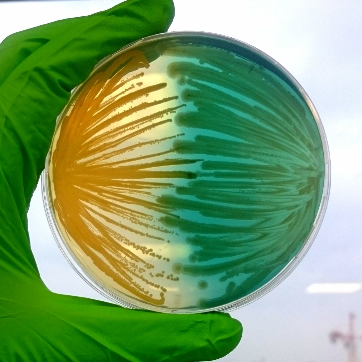 Today marks the end of more than 4 wonderful years in <a href="/CIRI_Lyon/">CIRI Lyon</a>, supervised by @KMoreauLyon and <a href="/VDE_Staph/">CIRI-Staph</a>. Many thanks to this very great team and all the people that supported me 🙌  It’s now time for new adventures… in Germany! 🇩🇪