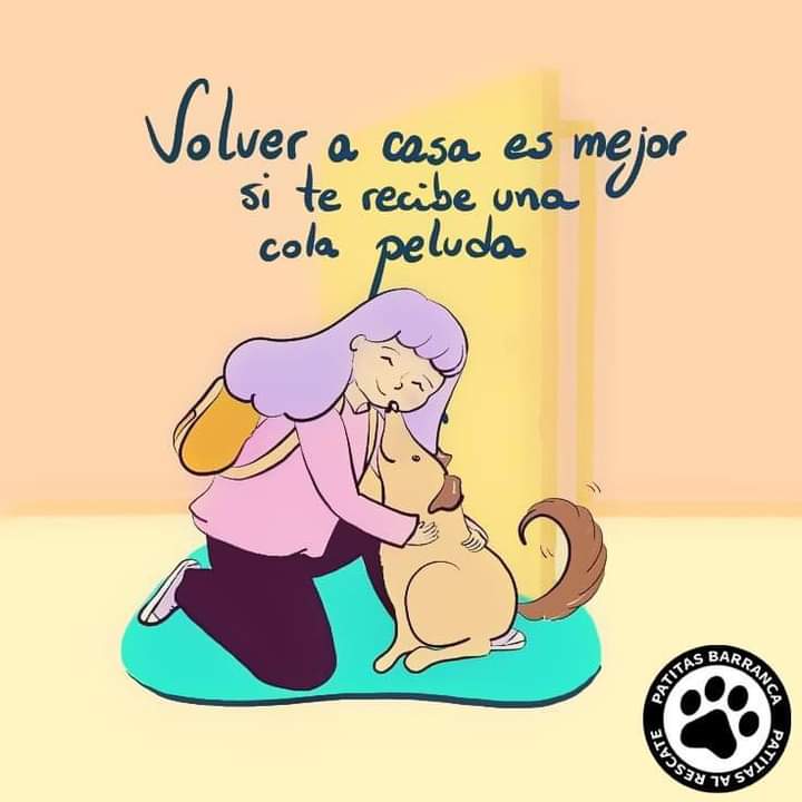 TvVallez's tweet photo. @elcampito Que preciosaaaa es #Loly 🤩❤🐕❤🙏🏻🏡🌞🌴🍀🏠🎀 seguro alguna bella persona la adoptará. Mucha Suerte querida #Loly Asi la imagino #abrazable
Fuerza Lolita. #adoptme #AdoptaNoCompres https://t.co/qHrEeNWiQf