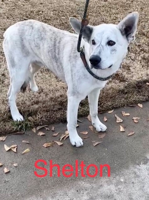 RuffTalesRescue's tweet photo. Shelton is a smart pup who is already learning so fast! 
Shepherd mix
1.5 years
70 lbs
Male

Dogs: Yes
Cats: Unknown
Kids: Has been good with 5+ year olds
House broken: Yes, with a doggy door
Crate trained: Yes

#RTRShelton #RTR #RuffTalesRescue #RescuesofTwitter #AdoptDontShop https://t.co/RsvrAZxvcL