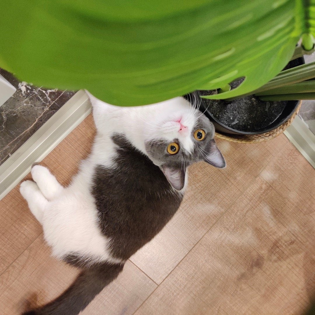 xiao zhan’s princess jianguo; a thread