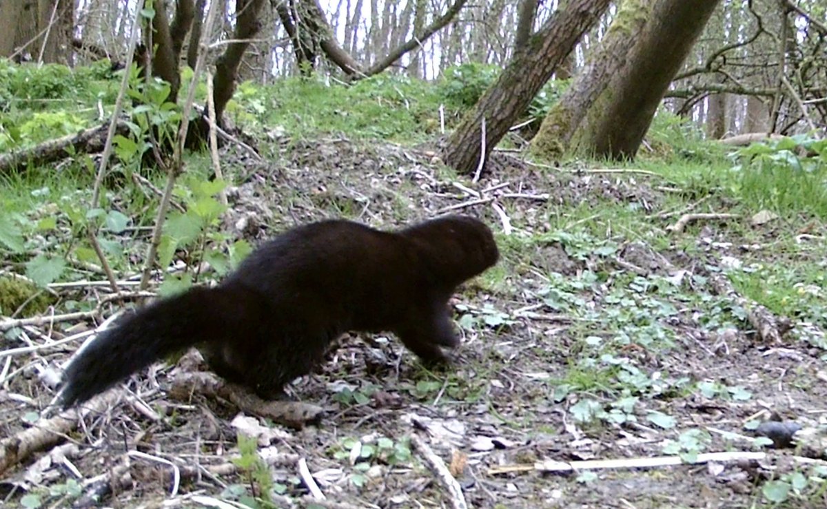 Andrew Lawson tweet media